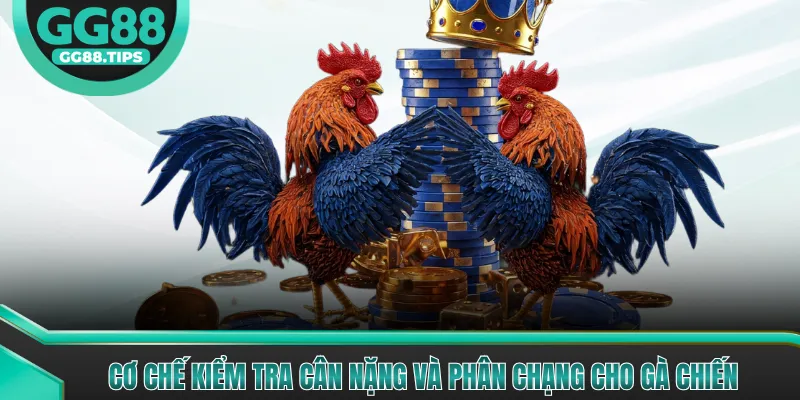 Cơ chế kiểm tra cân nặng và phân chạng cho gà chiến 