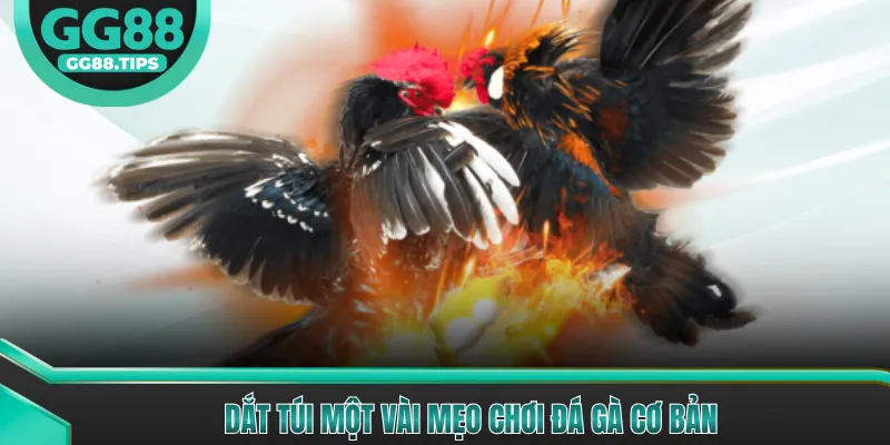 Dắt túi một vài mẹo chơi đá gà cơ bản