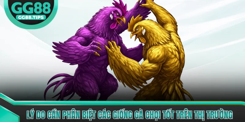 Lý do cần phân biệt các giống gà chọi tốt trên thị trường 